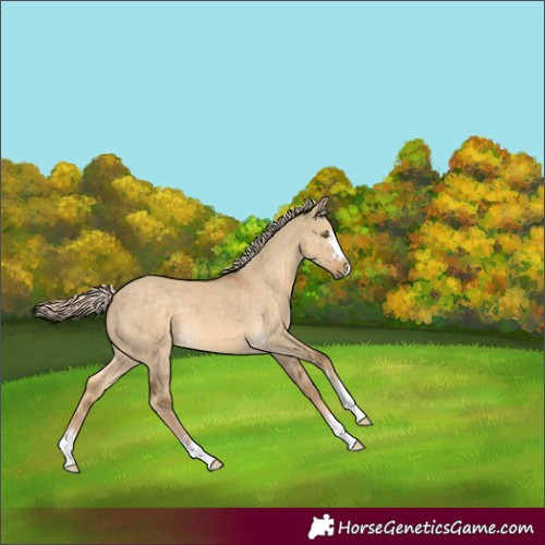 Horse Color:Chocolate Palomino Dun 