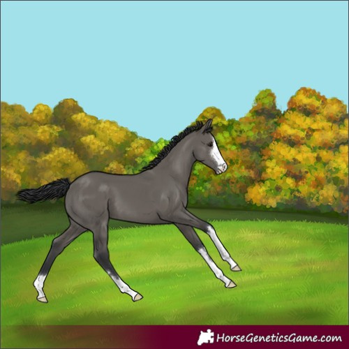 Horse Color:Grullo 