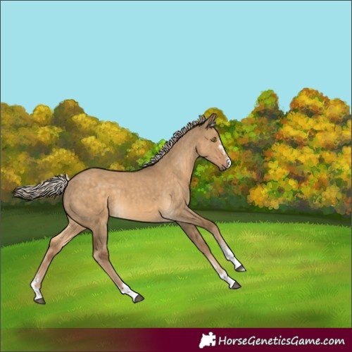 Horse Color:Chocolate Palomino Dun 