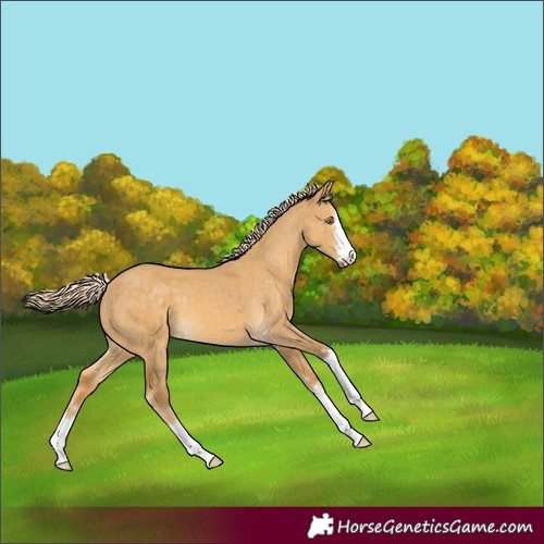Horse Color:Palomino Dun 