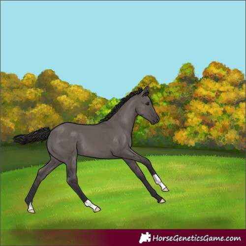 Horse Color:Smoky Grullo 