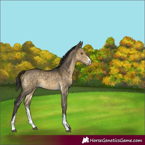 Horse Color:White Spotted Buckskin Dun 