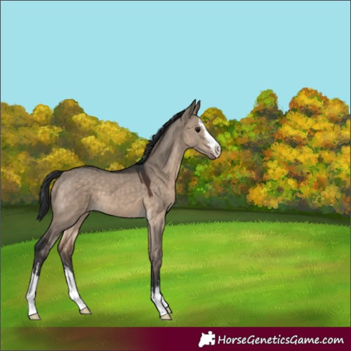 Horse Color:White Spotted Brown Dun 