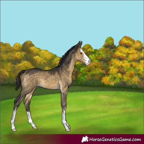 Horse Color:White Spotted Buckskin Dun 
