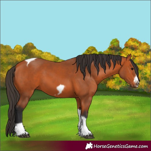 Horse Color:Bay Tobiano Frame 