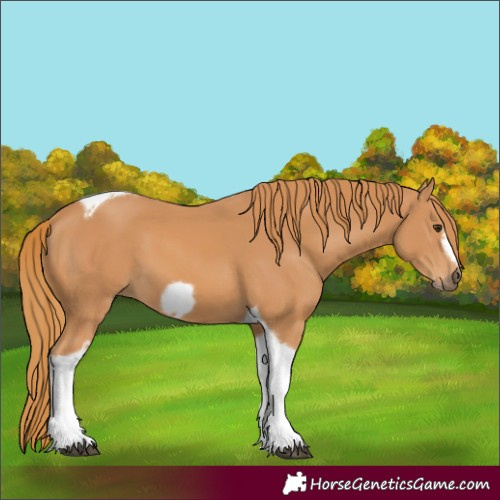 Horse Color:Chestnut Tobiano Frame 