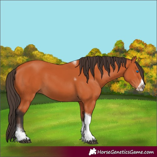 Horse Color:Bay Tobiano Frame 