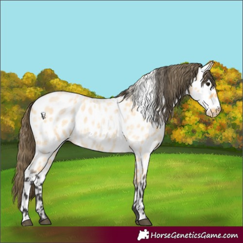 Horse Color:Buckskin Roan Leopard 