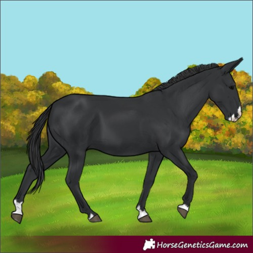 Horse Color:Black Splash 