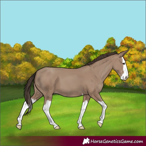 Horse Color:Unknown 