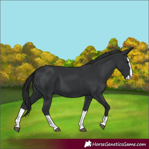 Horse Color:Unknown 