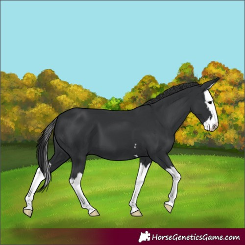Horse Color:Black Splash 