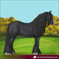 Horse Color:Black  and Black Splash 