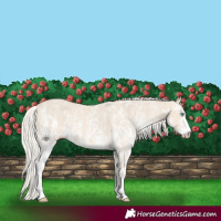 Horse Color:Cremello Sabino  and Cremello Sabino Rabicano 