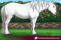 Horse Color:Liver Chestnut Sabino Splash Snowcap 