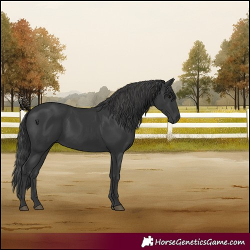 Horse Color:Black 