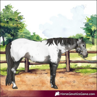 Horse Color:Gray White Spotted Black Appaloosa Rabicano 
