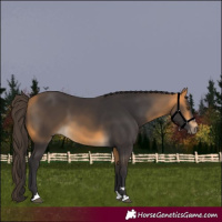 Horse Color:Buckskin 