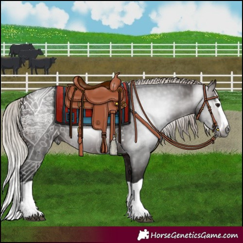 Horse Color:Gray Silver Brown Splash