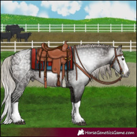 Horse Color:Gray Silver Brown Splash 