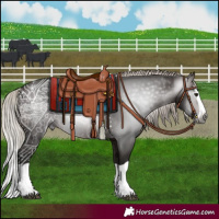 Horse Color:Gray Silver Brown Splash