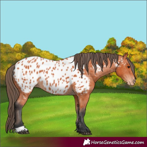 Horse Color:Bay Appaloosa 