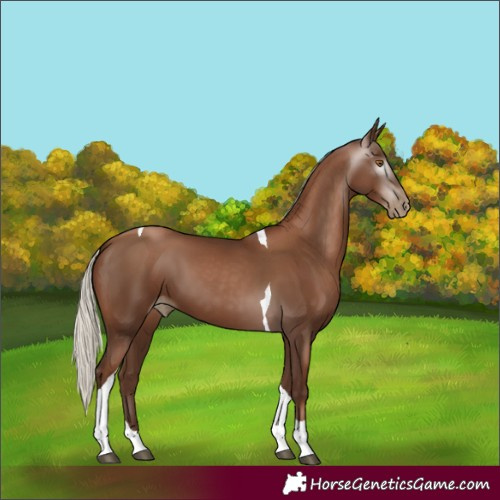 Horse Color:Gray Silver Black Pearl Tobiano