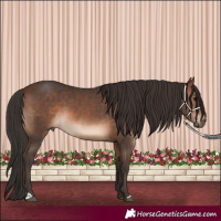 Horse Color:Brown 