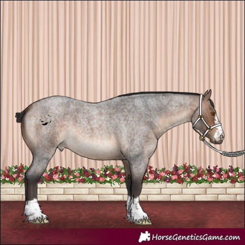 Horse Color:Brown Roan 