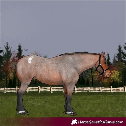 Horse Color:Bay Roan Appaloosa 