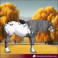 Horse Color:Black Frame Appaloosa