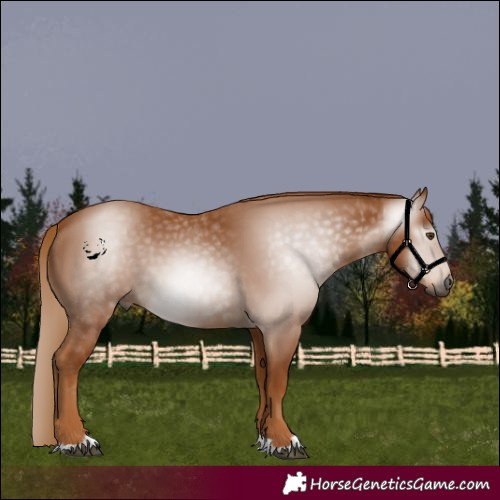 Horse Color:Gray Chestnut