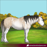 Horse Color:Gray Buckskin Dun Sabino Splash 
