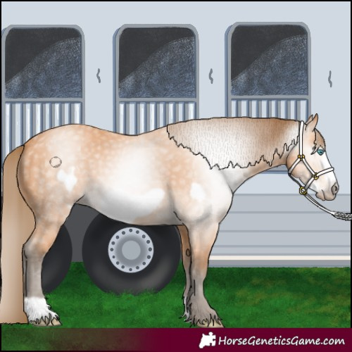 Horse Color:Gray Perlino Frame 