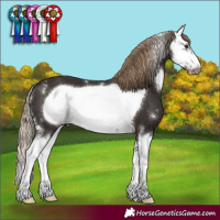 Horse Color:Liver Chestnut Sabino Splash Frame