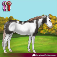 Horse Color:Liver Chestnut Sabino Splash Frame 