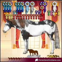 Horse Color:White Spotted Liver Chestnut Splash Frame 