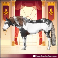 Horse Color:White Spotted Liver Chestnut Splash Frame