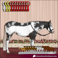 Horse Color:White Spotted Liver Chestnut Splash Frame