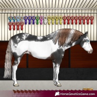 Horse Color:White Spotted Liver Chestnut Splash Frame