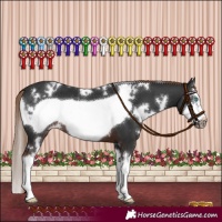 Horse Color:White Spotted Liver Chestnut Splash Frame 