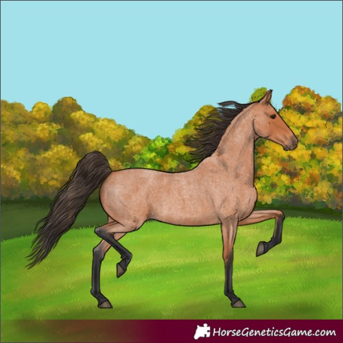 Horse Color:Bay Roan 