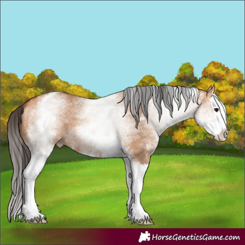 Horse Color:White Spotted Bay Dun Splash 