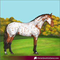 Horse Color:Bay Appaloosa 