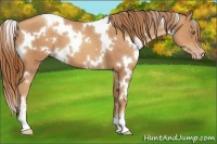 Horse Color:White Spotted Gold Champagne 