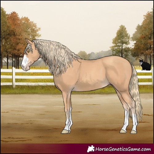 Horse Color:Gold Champagne