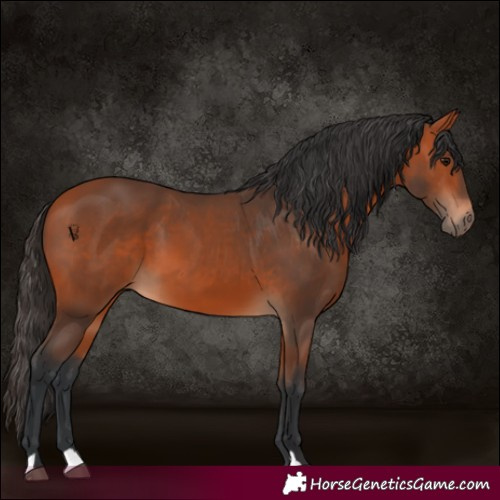 Horse Color:Bay 