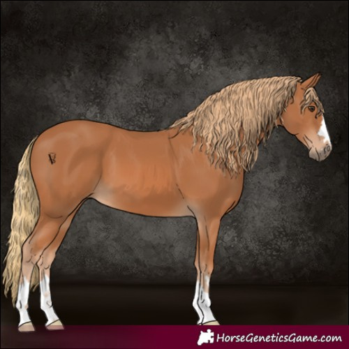 Horse Color:Chestnut 