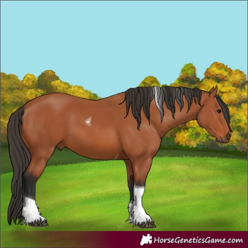 Horse Color:Bay Tobiano