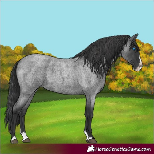 Horse Color:Blue Roan Splash 